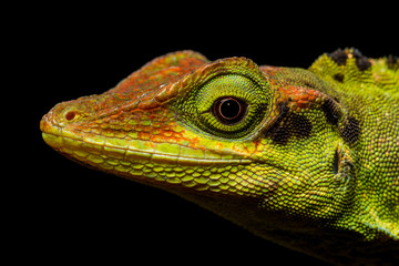 Hippie Anole (Anolis hippie)..