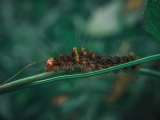 caterpillar on a leaf