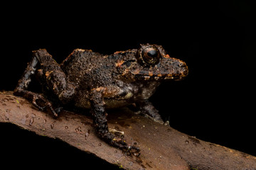 Spring Rainfrog (Cutín primavera)