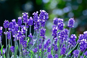 Fototapeta premium Lavenders - blossoms in the garden , with bokeh