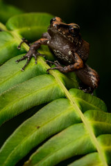 Obraz premium Pastures Rainfrog (Pristimantis achatinus)