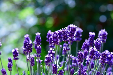 Lavenders  -  blossoms  in the green garden  copy space
