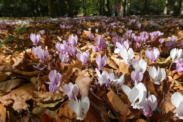 Wild Cyclamen and Autumn Leaves