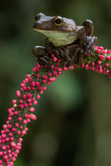 Rusty Tree Frog (Hypsiboas boans)
