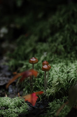 mushroom in the forest