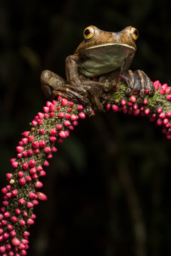 Rusty Tree Frog (Hypsiboas boans)