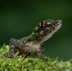 Equatorial Anole (Anolis ecuatoriano)