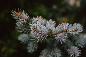 Close-up of a branch of a blue christmas tree, background for a Christmas card. Background from the branches of a natural Christmas tree.