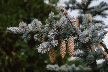 Close-up of a branch of a blue christmas tree with cone, background for a Christmas card. Background from the branches of a natural Christmas tree.