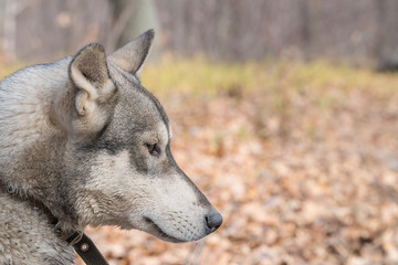 Portrait of a dog breed West Siberian Laika