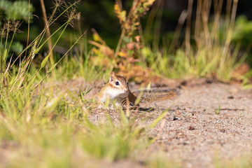 Eastern chipmunk eating on summer day