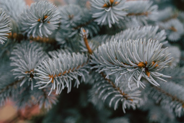 Naklejka na ściany i meble Close-up of a branch of a blue christmas tree, background for a Christmas card. Background from the branches of a natural Christmas tree.