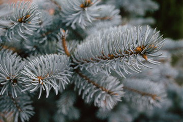 Naklejka na ściany i meble Close-up of a branch of a blue christmas tree, background for a Christmas card. Background from the branches of a natural Christmas tree.