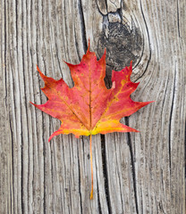 Naklejka na ściany i meble Red maple leaf on vintage wood