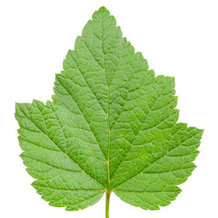 Currant leaf isolated on white background
