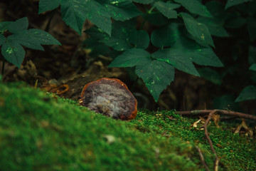 mushroom, lichen and green moss grow on a trunk of a fallen tree close-up. forest in summer