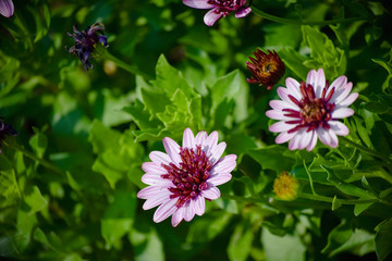 Beautiful natural flower in the garden