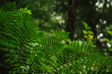 large leaves of green fern closeup. forest plants in summer