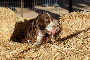 Spring Spaniel searching for hidden rats