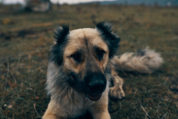 dog on the beach