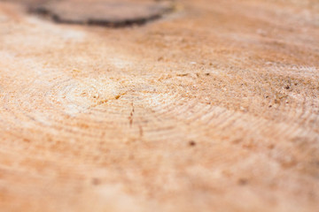 Conifer tree growth rings, slice of wood, timber, natural background, cut wood with cracks, core, snag. Side view, blurred background