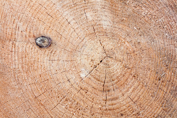 Conifer tree growth rings, slice of wood, timber, natural background, cut wood with cracks, core, snag