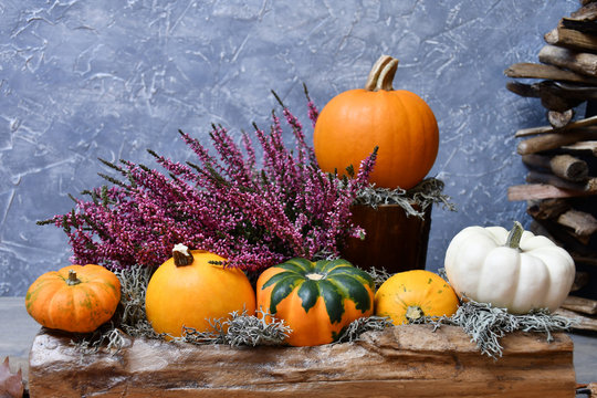 An autumn composition: five coloured ornamental pumpkins & moss on a piece of wood, a pumpkin and moss on another piece of wood, pink heather on a background of a gray-blue surface & a wooden element