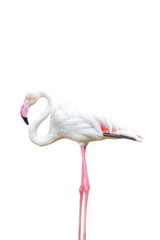 Greater flamingo isolated on white background with clipping path.