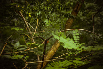 a small bird sits on a branch in dense thickets. forest plants in the summer. wildlife landscape