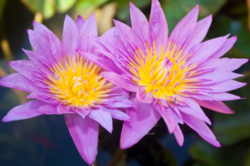 Flower  lotus