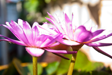 Flower Lotus