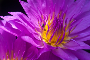 Obraz premium Flower