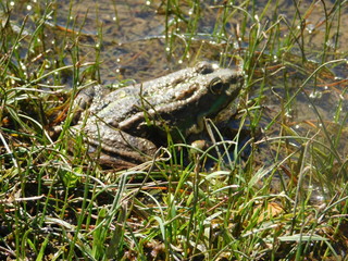 frog in a lake