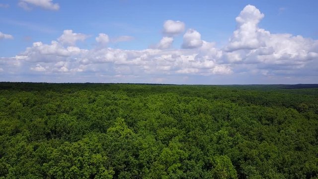 Low drone flight over green forest on summer day. Aerial view of big oak forest.