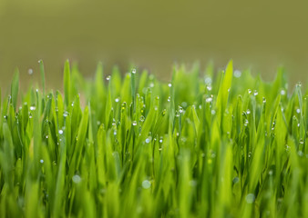 Fototapeta na wymiar Patch of green grass