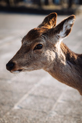 portrait of a deer