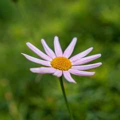 Fototapeta premium pink daisy flower in the garden