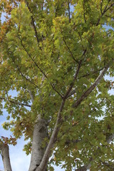 Fototapeta premium Tree and Leaves