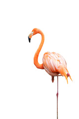 Flamingo isolated on white background with clipping path.