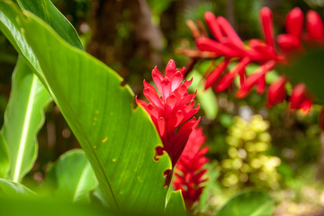 Red Ginger flower and big green leaves close-up. Exotic vivid red flowers.