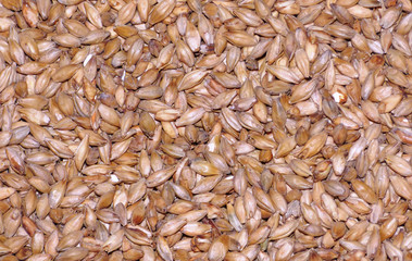 Malt for making beer.