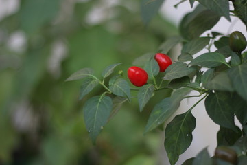 Round Red Chili pepper in plant