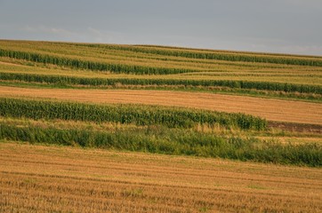 Beautiful summer afternoon landscape. Golden illuminated farmland in the countryside.