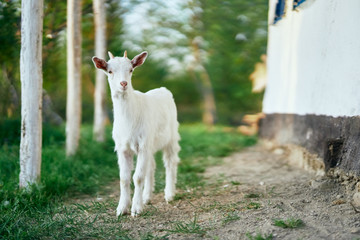 Obraz premium goat on green grass