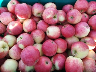 pile of red apples