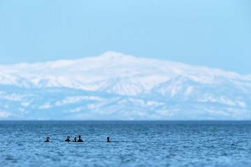Flock of ducks in front of winter mountains scenery in Hokkaido, Bird silhouette. Beautiful nature scenery in winter. Mountain covered by snow, glacier. Panoramatic view, Japan, exotic birding in Asia