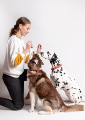 Dogs trainer, woman, among her two dogs, dalmatian and siberian husky isolated on white background. Trainer instructing dogs new teams. Dog training courses concept