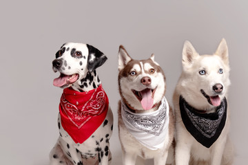 Three dogs, dalmatian and siberian husky sitting in bandans among bright backgroung