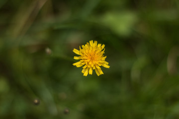 Wild flower in a light macro with an unusual texture background