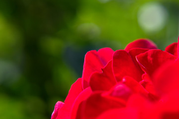Red rose petals macro on green background